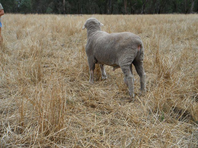 Lachlan Merinos sheep