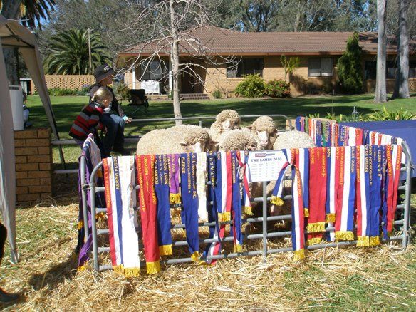 Lachlan Merinos sheep