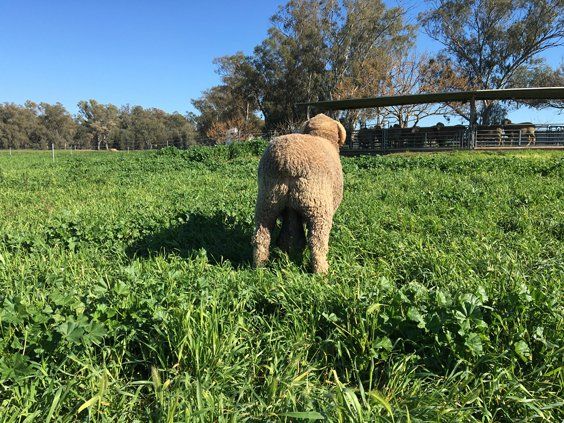Lachlan Merinos sheep