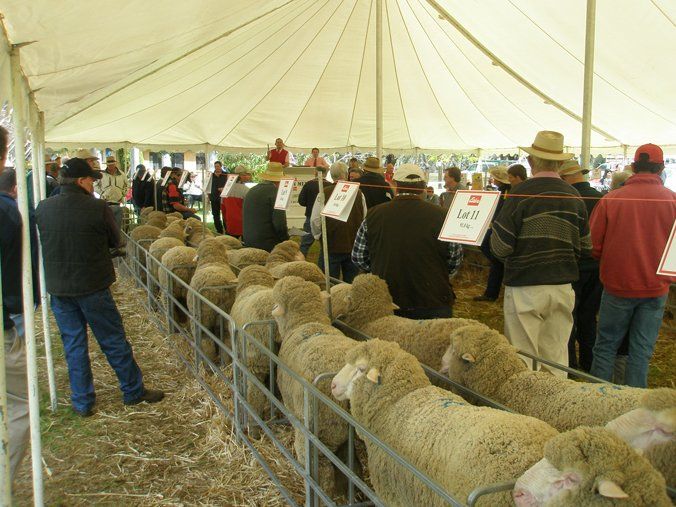 Lachlan Merinos sheep