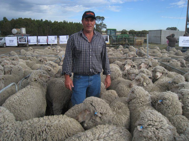 Lachlan Merinos sheep