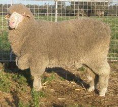 Lachlan Merinos sheep