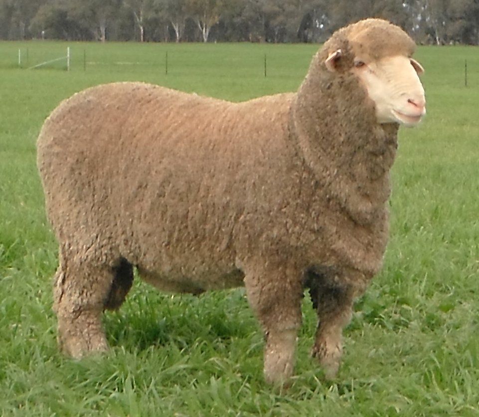 Lachlan Merinos sheep