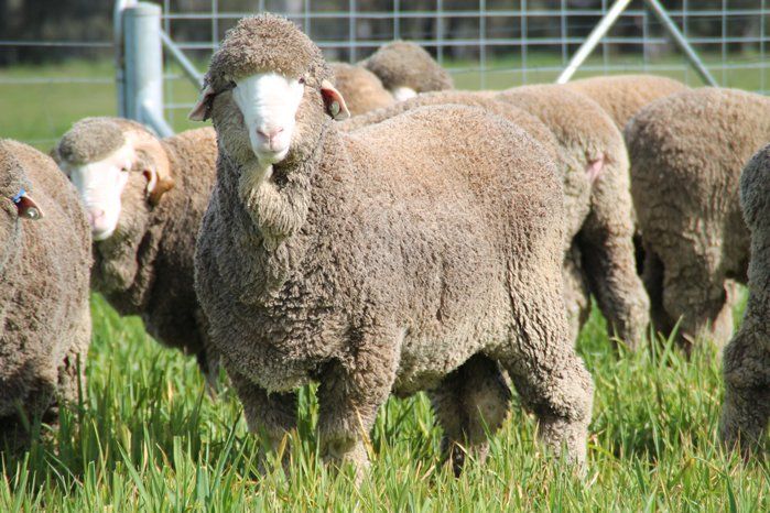 Lachlan Merinos sheep