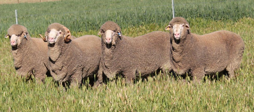 Lachlan Merinos sheep