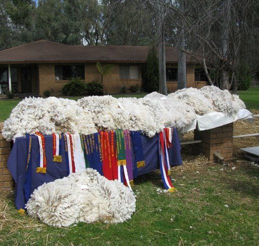 Lachlan Merinos sheep