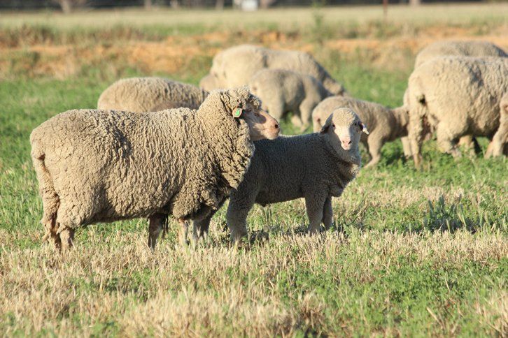 Lachlan Merinos sheep