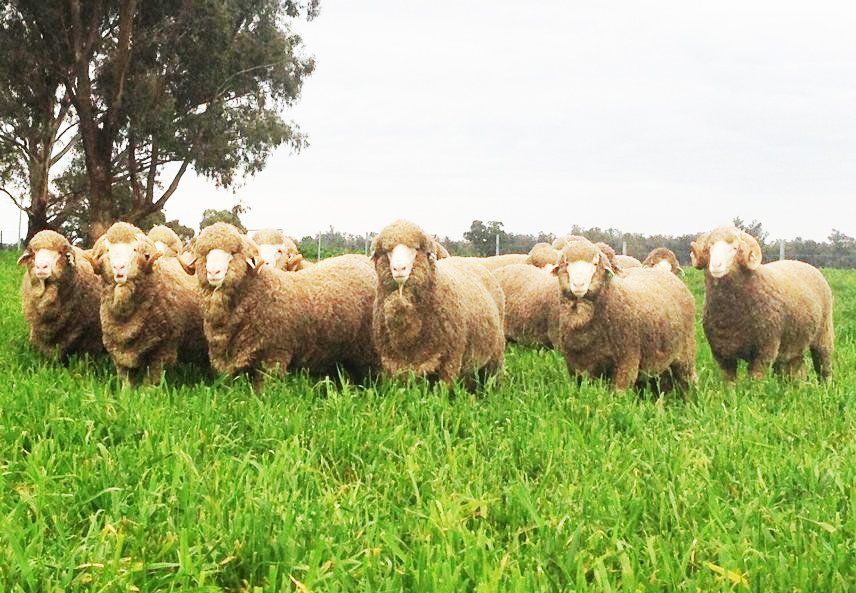 Lachlan Merinos sheep