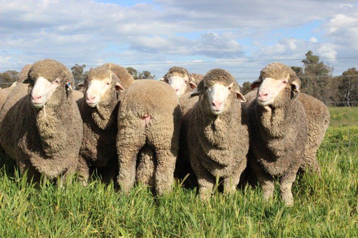 Lachlan Merinos sheep