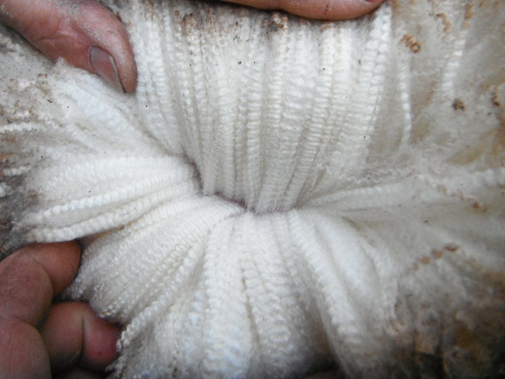 Lachlan Merinos sheep