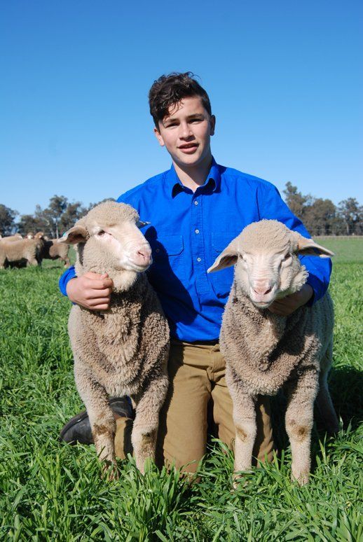 Lachlan Merinos sheep