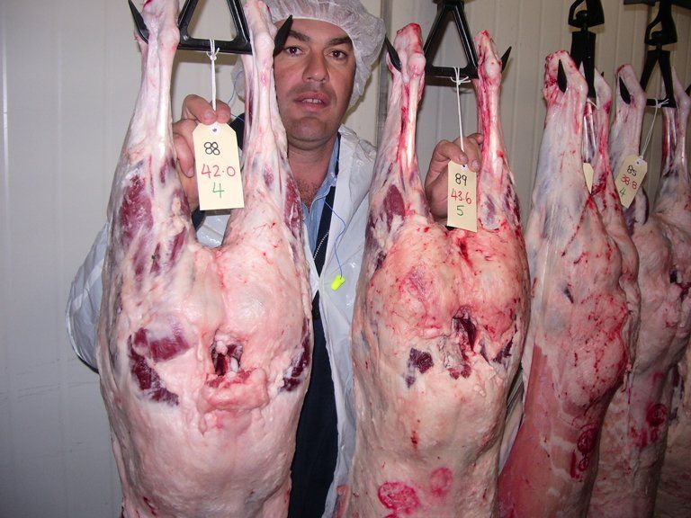 Lachlan Merinos sheep