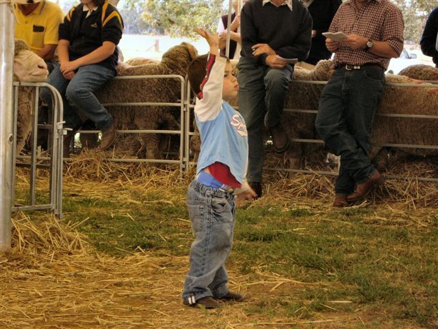 Lachlan Merinos sheep