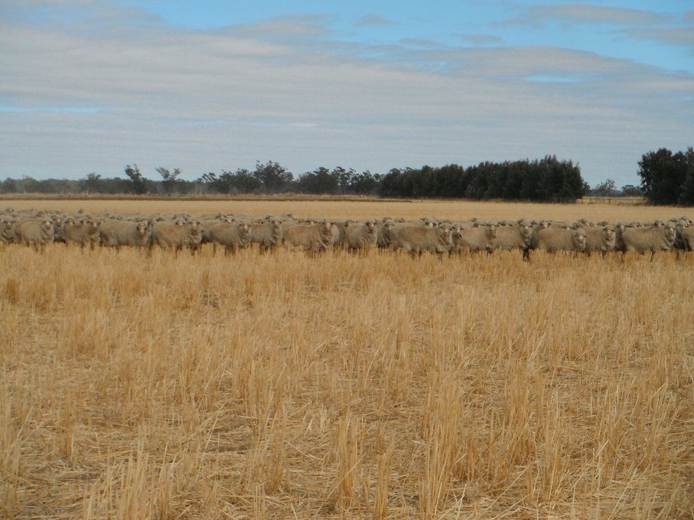 Lachlan Merinos sheep