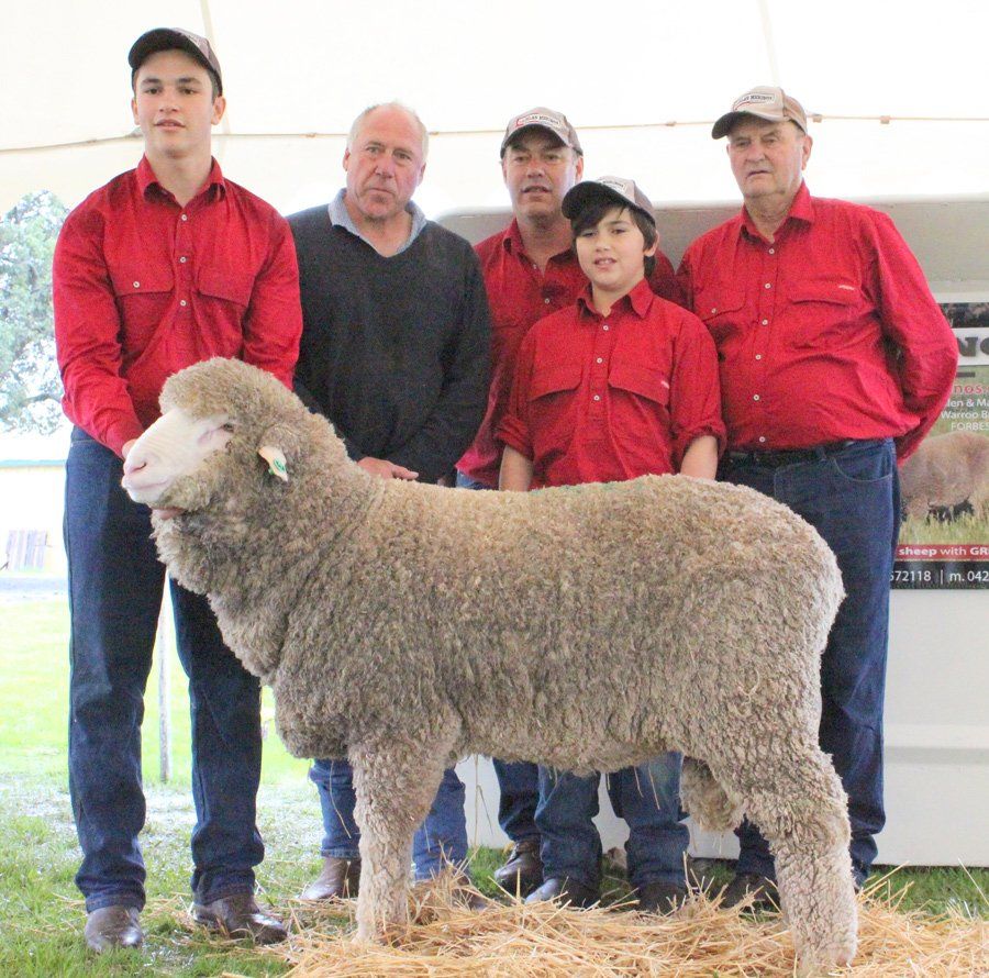Lachlan Merinos sheep