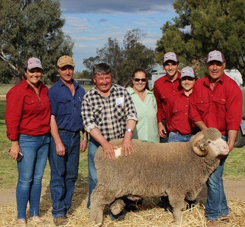 Lachlan Merinos sheep
