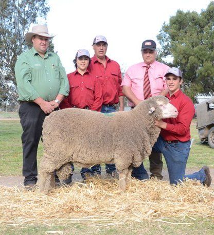 Lachlan Merinos sheep