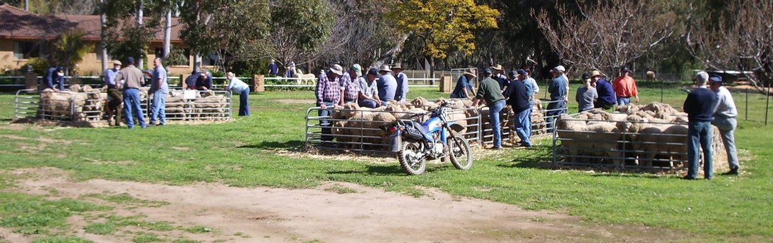 Lachlan Merinos sheep