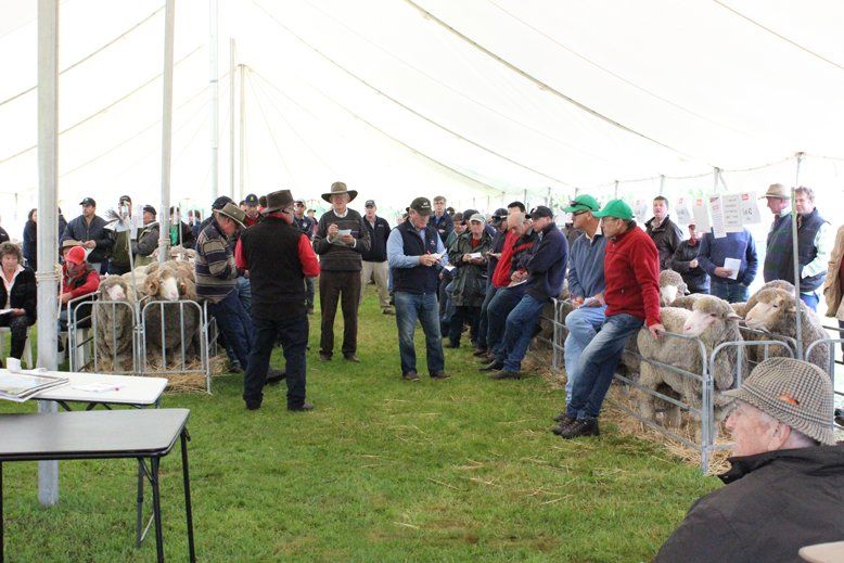 Lachlan Merinos sheep