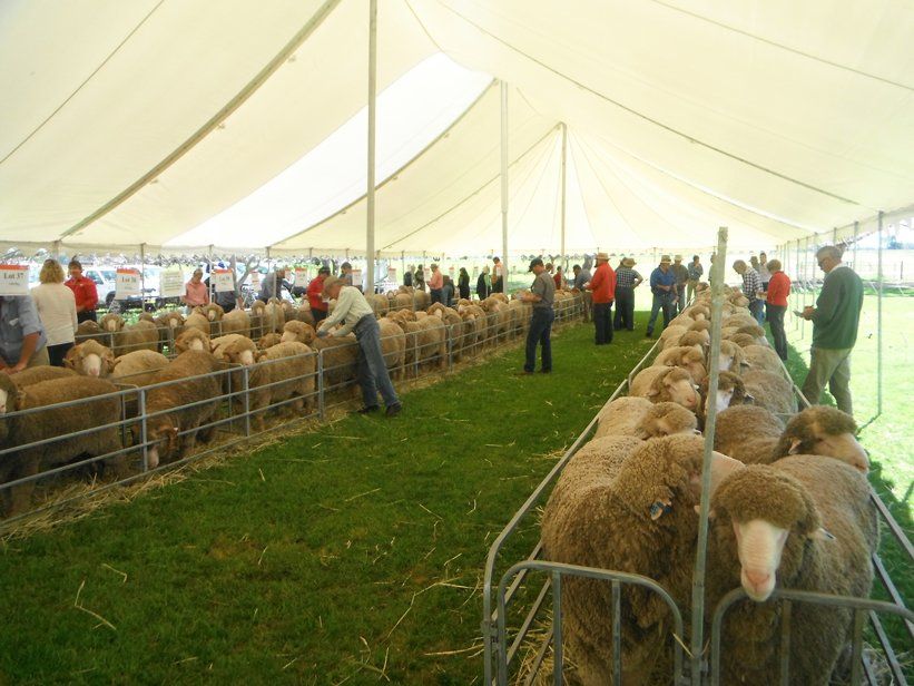 Lachlan Merinos sheep