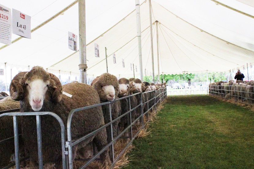 Lachlan Merinos sheep