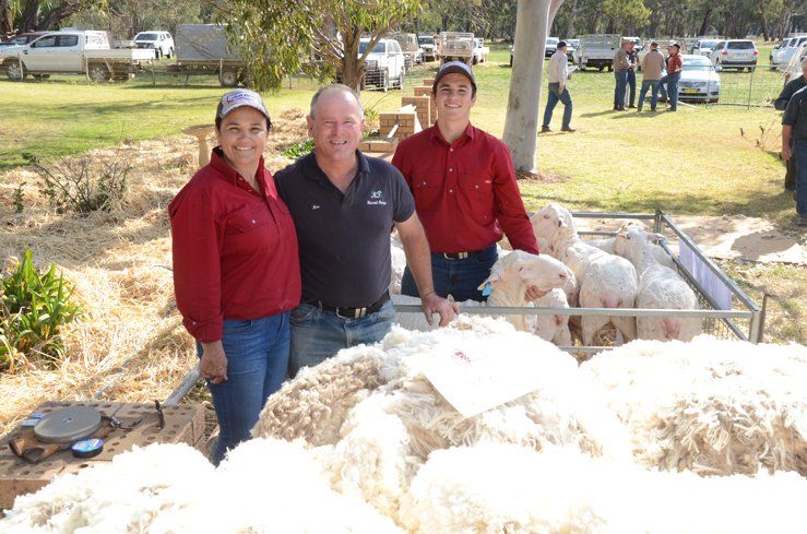 Lachlan Merinos sheep