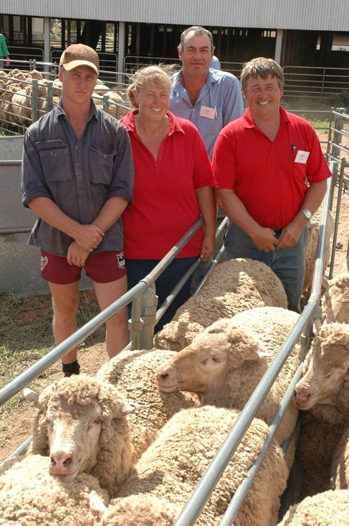 Lachlan Merinos sheep