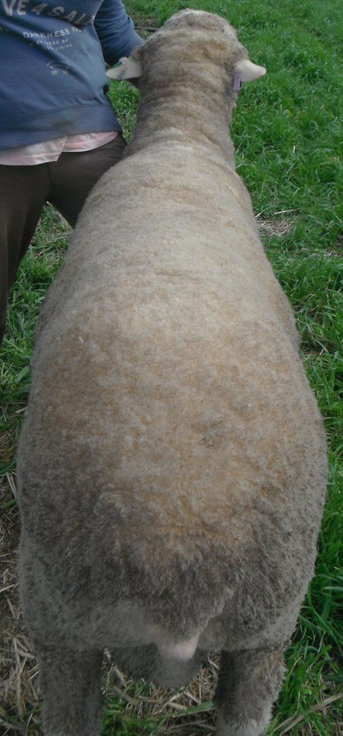 Lachlan Merinos sheep