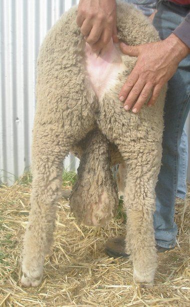 Lachlan Merinos sheep