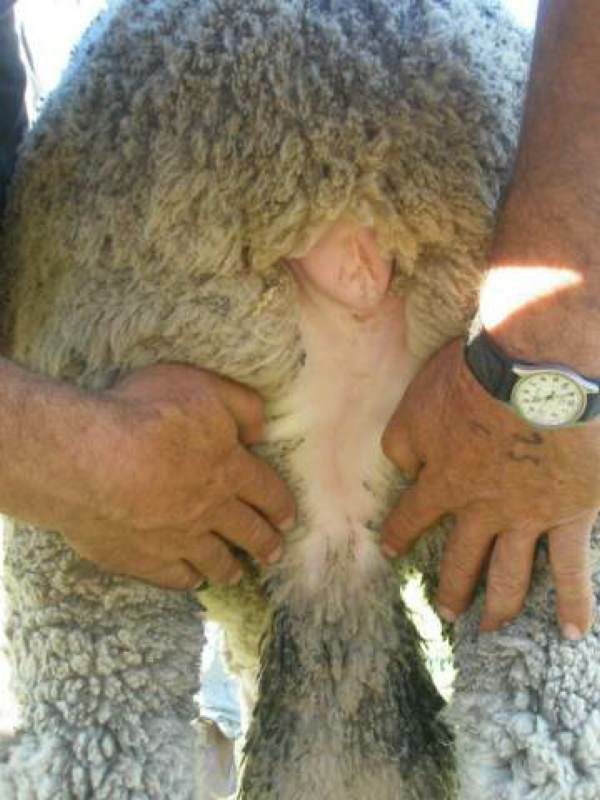 Lachlan Merinos sheep