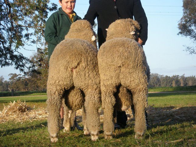 Lachlan Merinos sheep