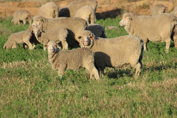 Lachlan Merinos sheep
