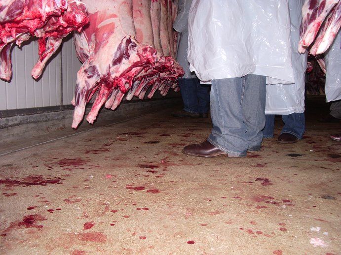 Lachlan Merinos sheep