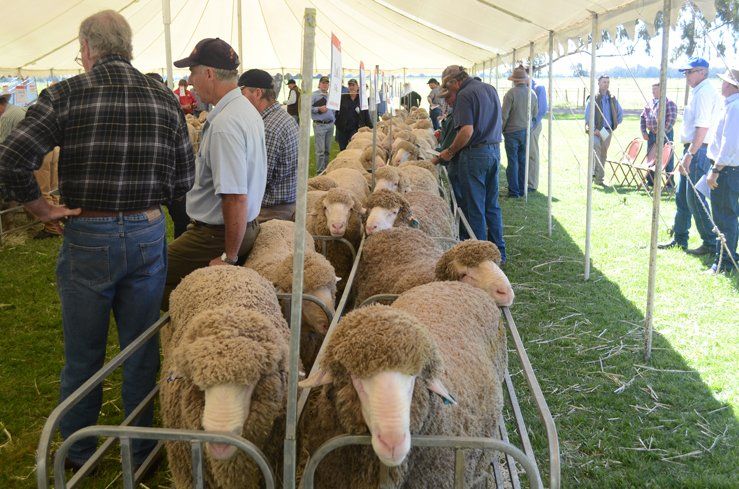 Lachlan Merinos sheep