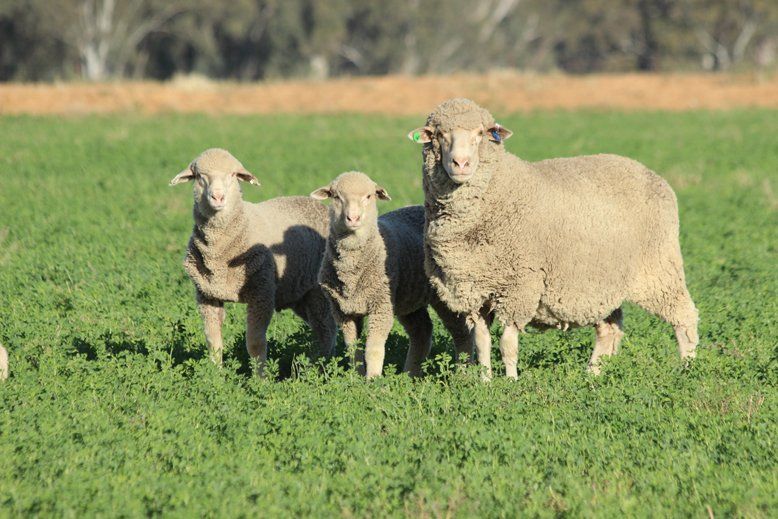 Lachlan Merinos sheep