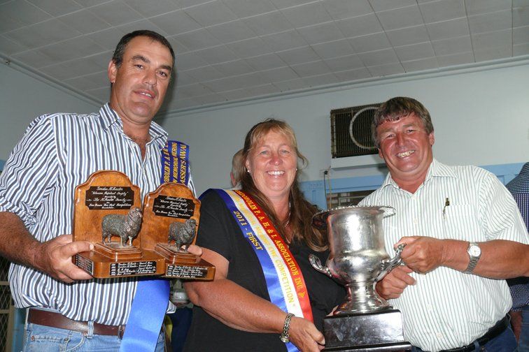 Lachlan Merinos sheep