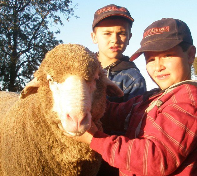 Lachlan Merinos sheep