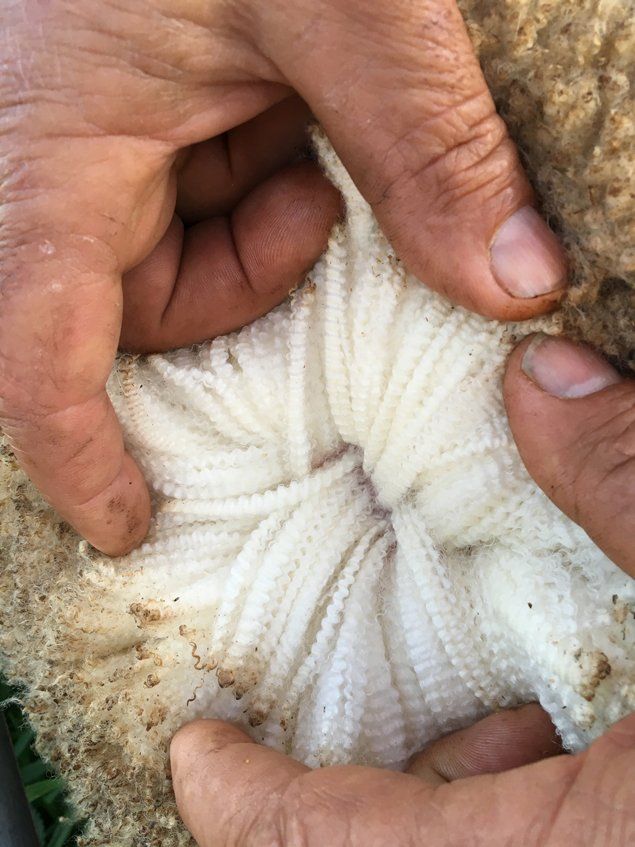 Lachlan Merinos sheep