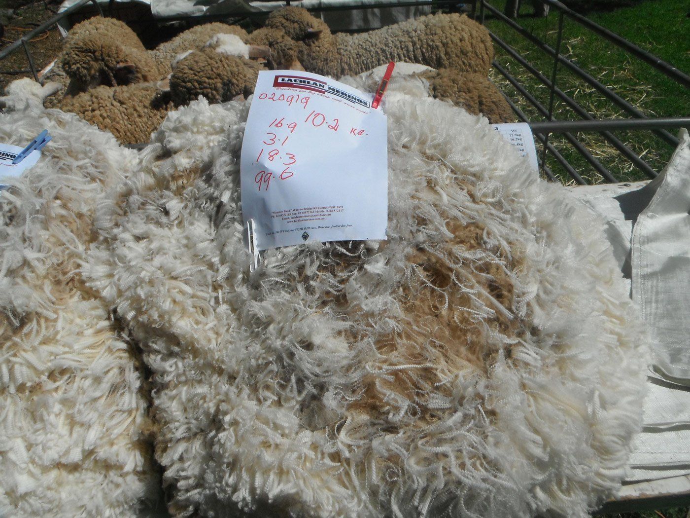wool