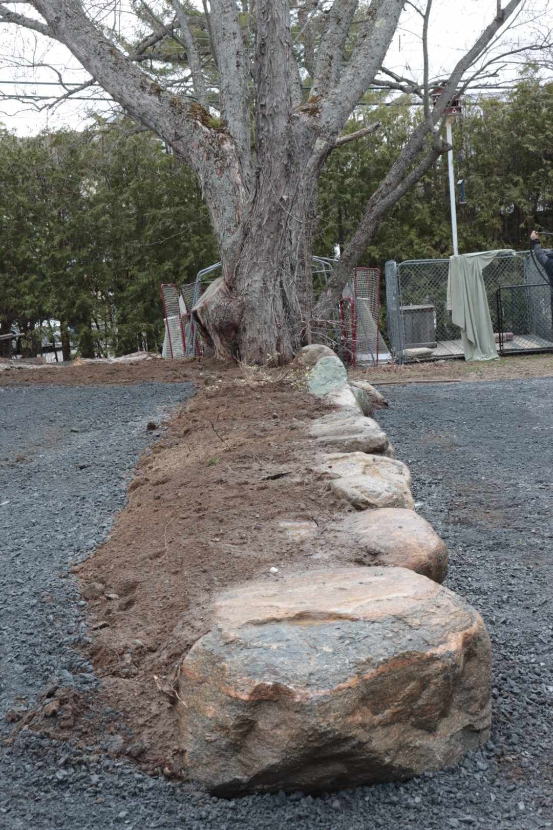 Un gros rocher se trouve à côté d'un arbre dans une zone de gravier.