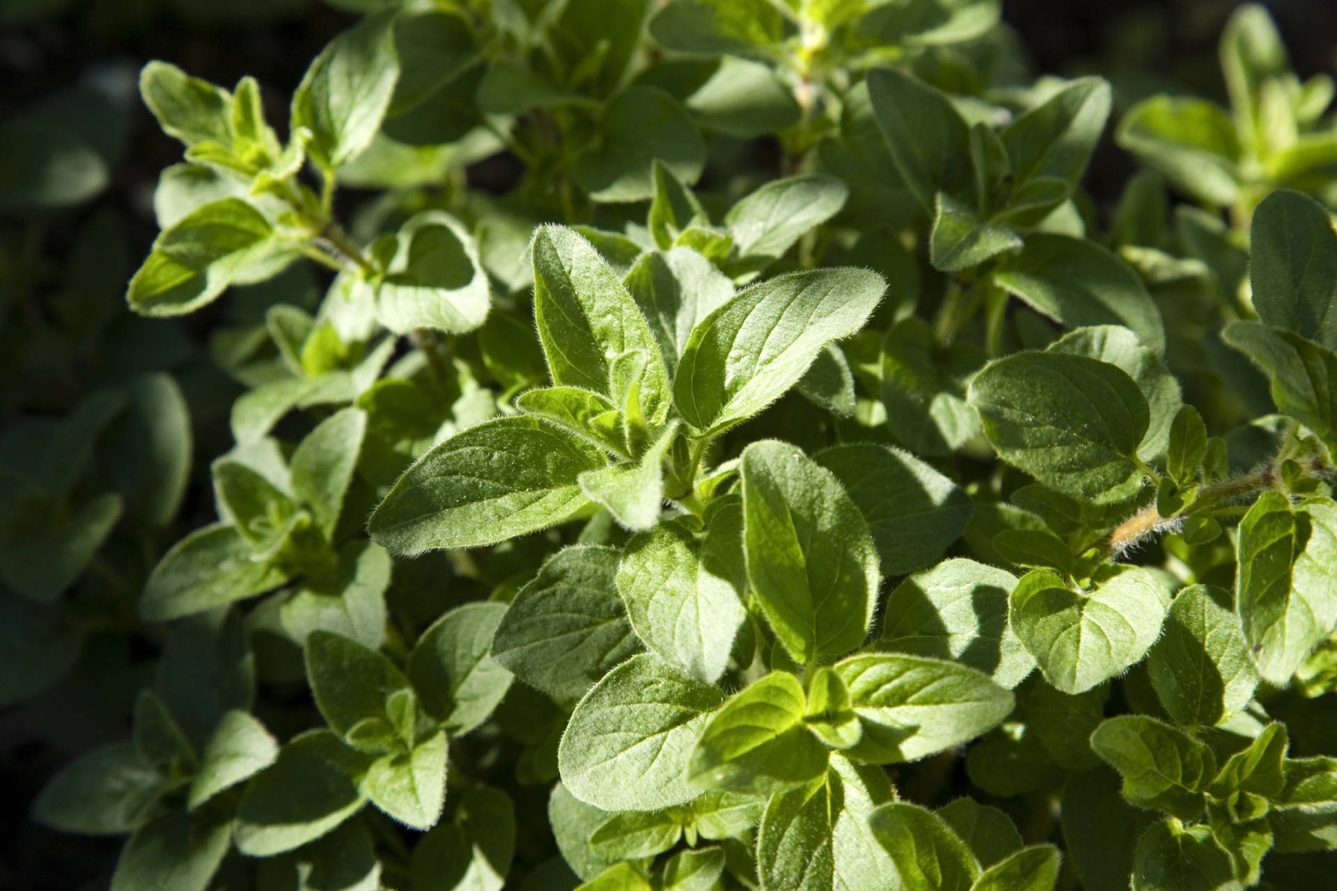 Origano