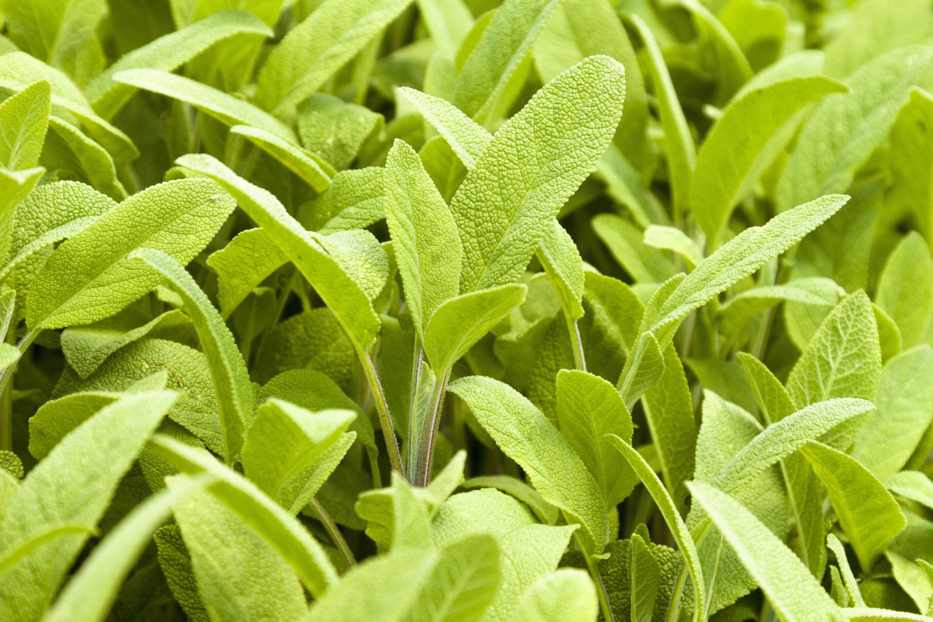 Salvia