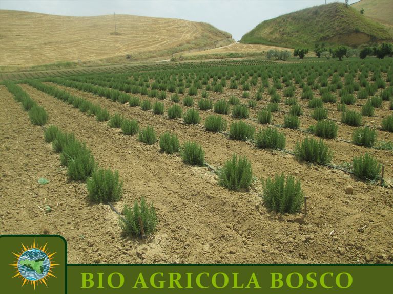 Field of aromatic herbs