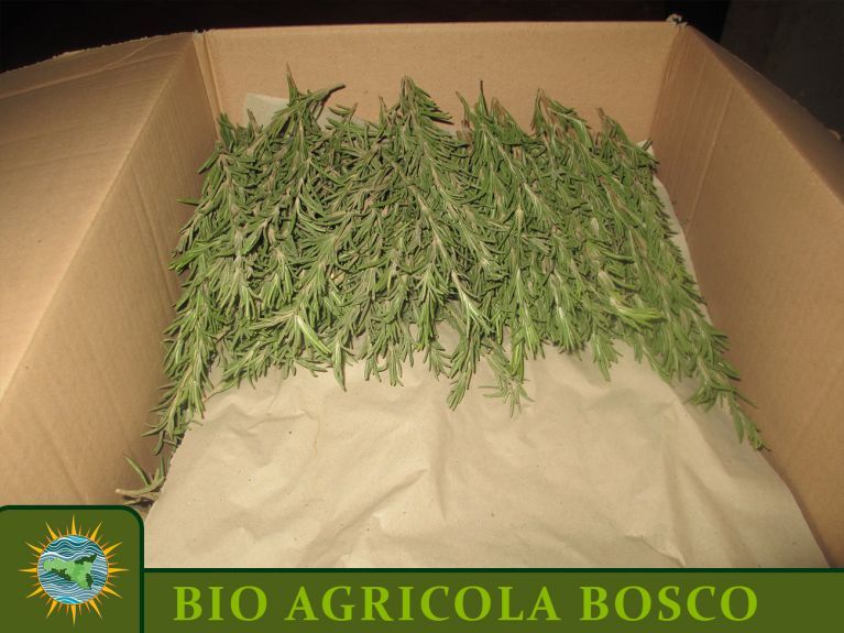 Rosemary consignment