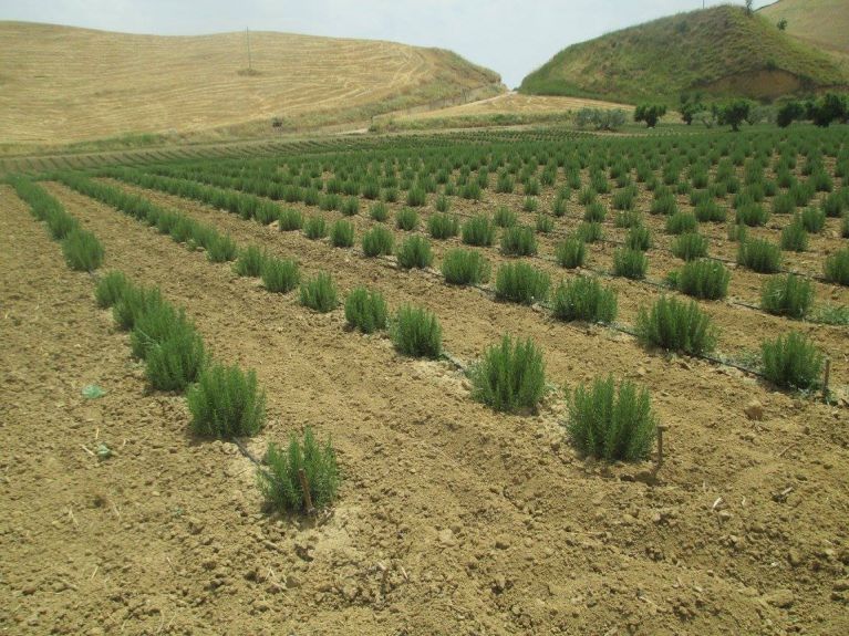 Cultivated fields of the farm
