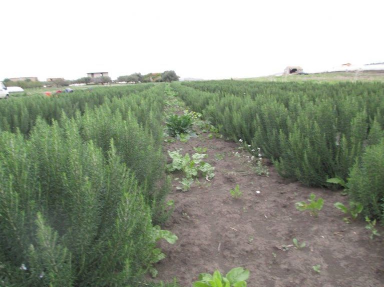 Campo coltivato con piante di rosmarino 6