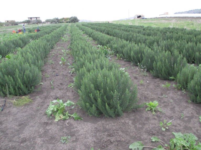 Cultivated fields of rosemary