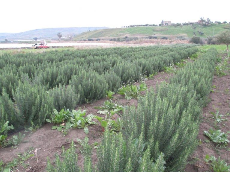 Campo coltivato con piante di rosmarino 4
