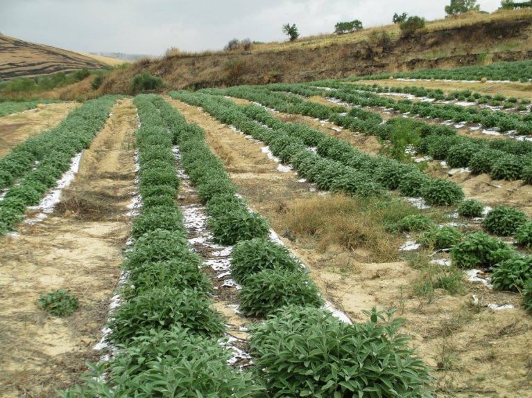 Campo coltivato con piante di salvia