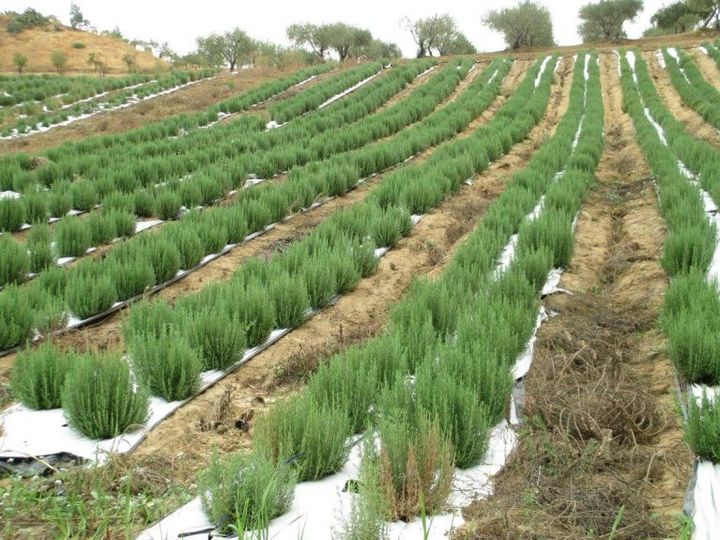 Cultivated crops of aromatic herbs